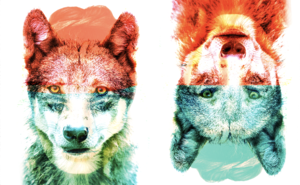 Featured image for How to See Coyotes | Liner Notes 