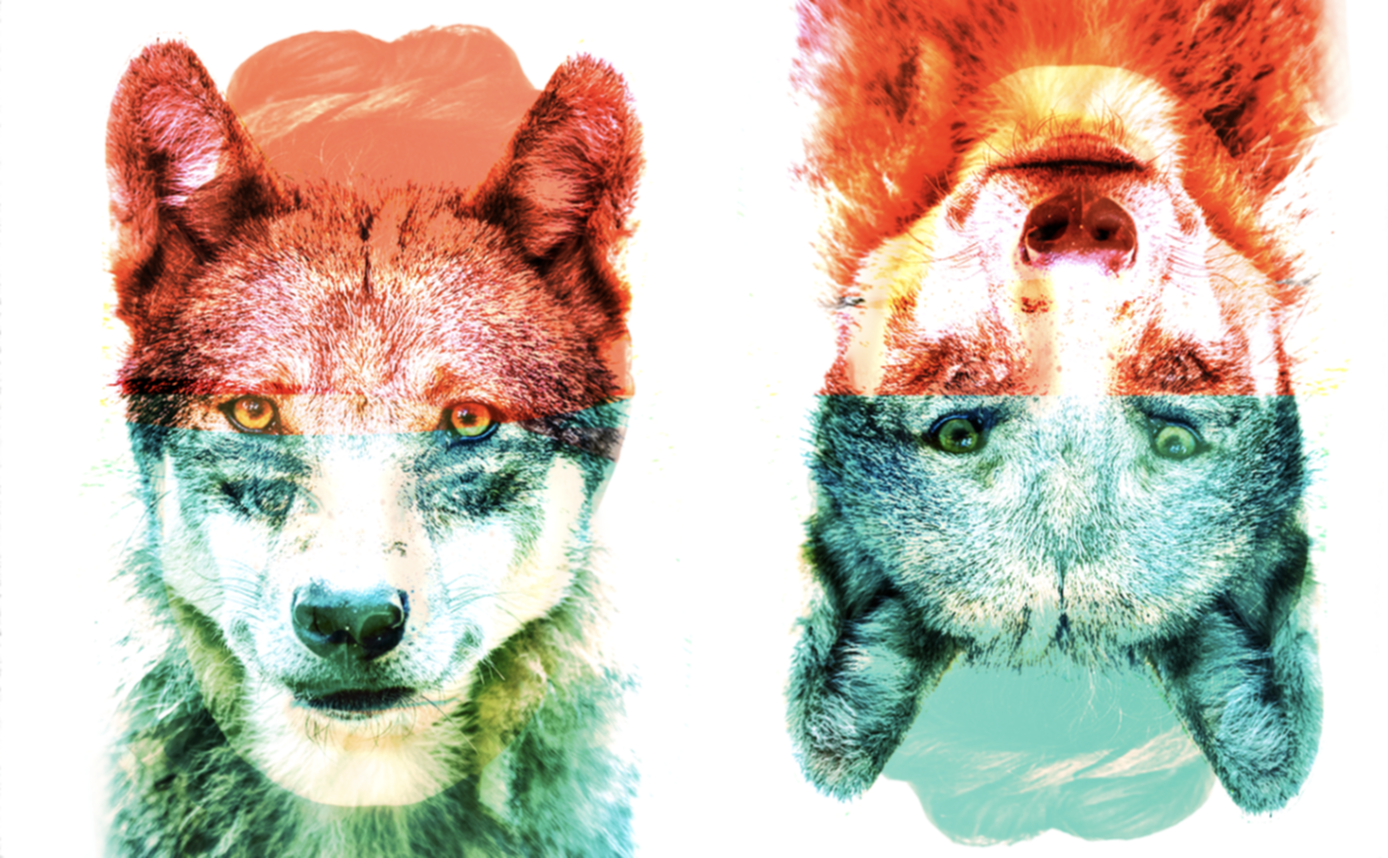 How to See Coyotes | Liner Notes